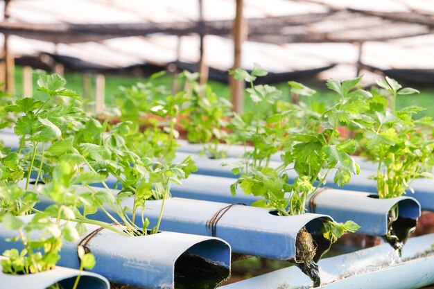 close-up-potted-plants-greenhouse_1048944-15630384 close-up-potted-plants-greenhouse_1048944-15630384