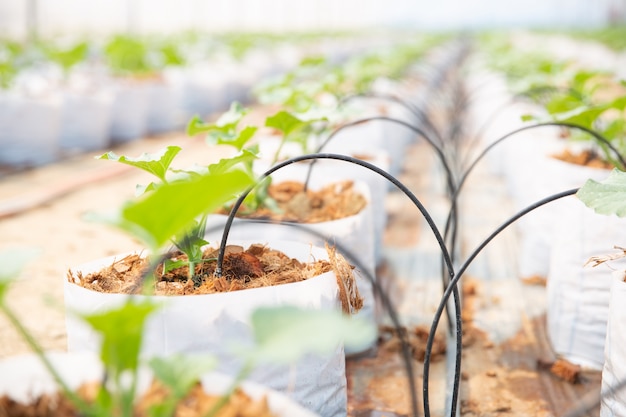 growth-young-melon-glasshouse_1150-10613 growth-young-melon-glasshouse_1150-10613