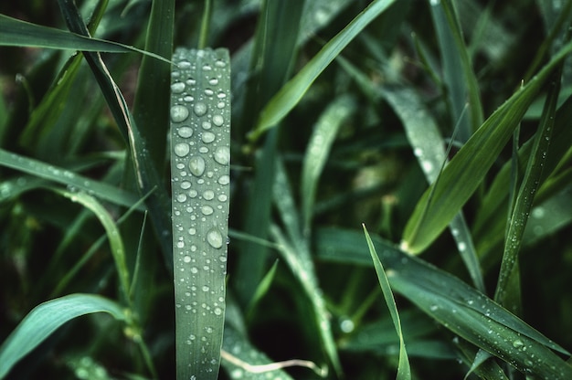 water-drops-green-grass_198169-30 water-drops-green-grass_198169-30